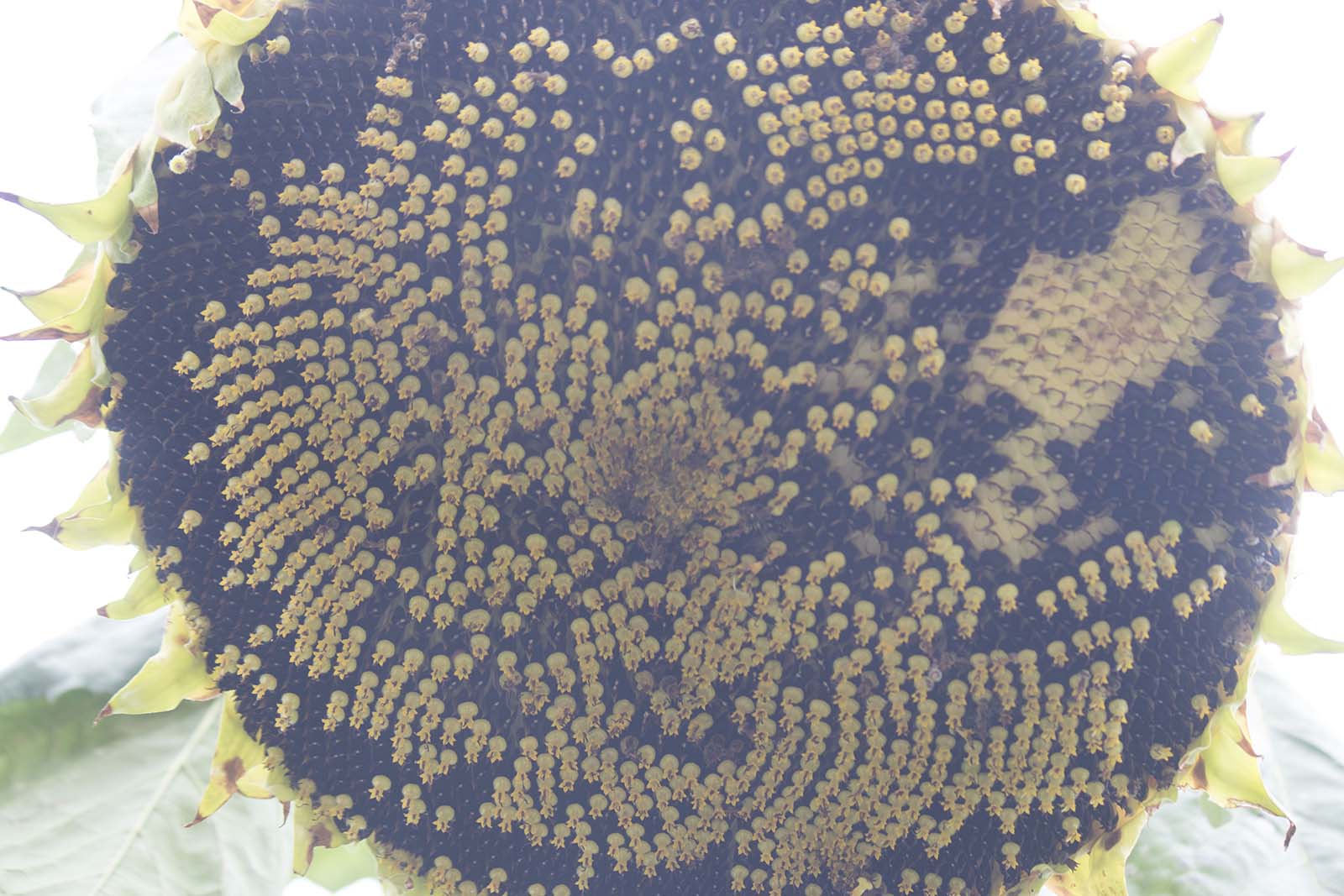 Droughtresilient Crops A Ray of Hope for Smallholder Farmers in